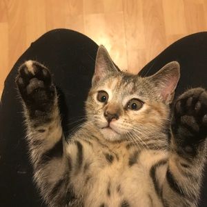 Meet your Posher, Katie